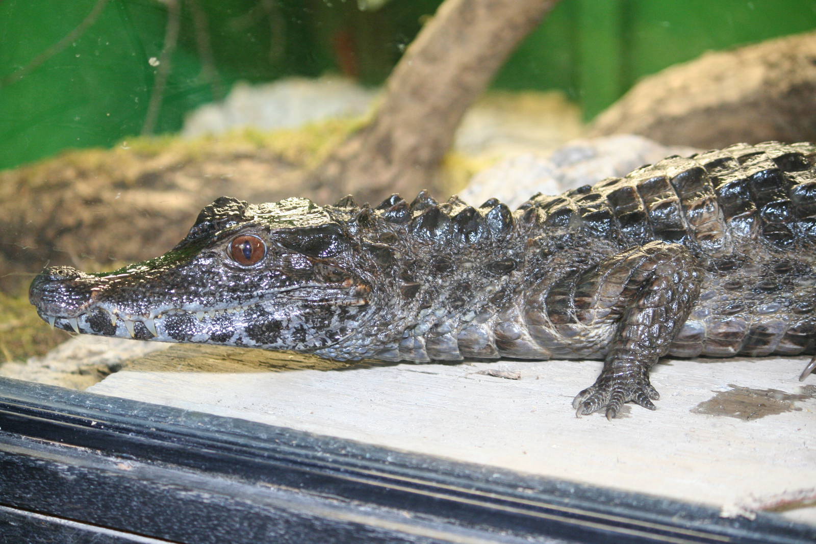 Schneider's dwarf caiman