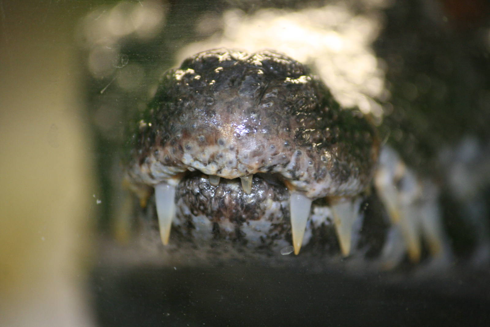 Schneider's dwarf caiman