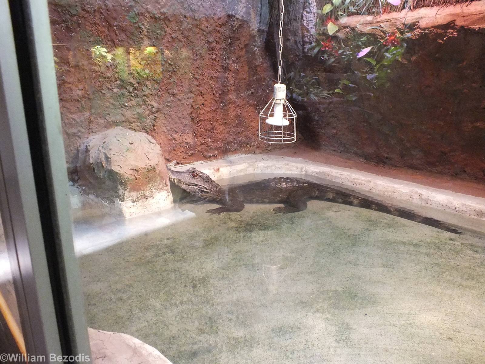 Schneider's Dwarf Caiman