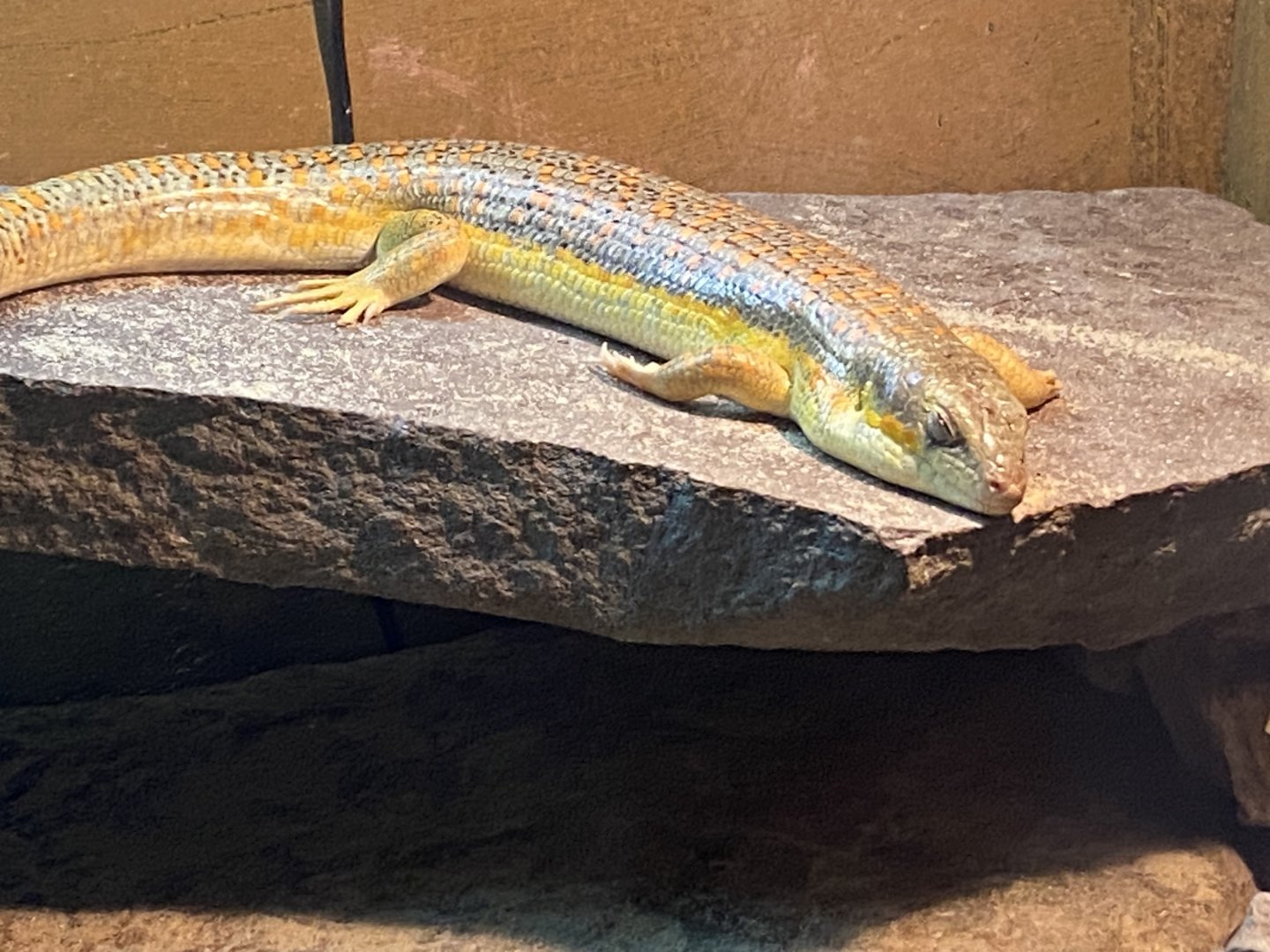 Schneider’s skink 170224