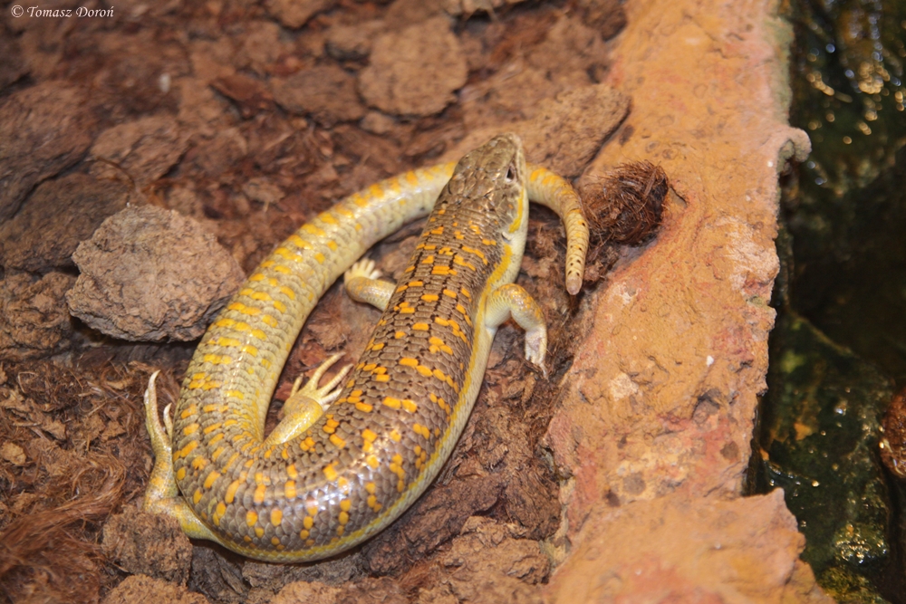 Schneider's Skink (Eumeces schneideri princeps)