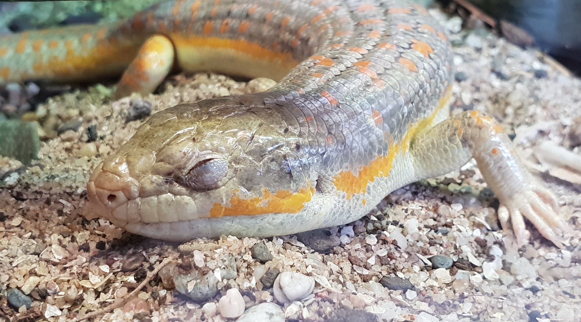 Schneider's skink - Eumeces schneideri