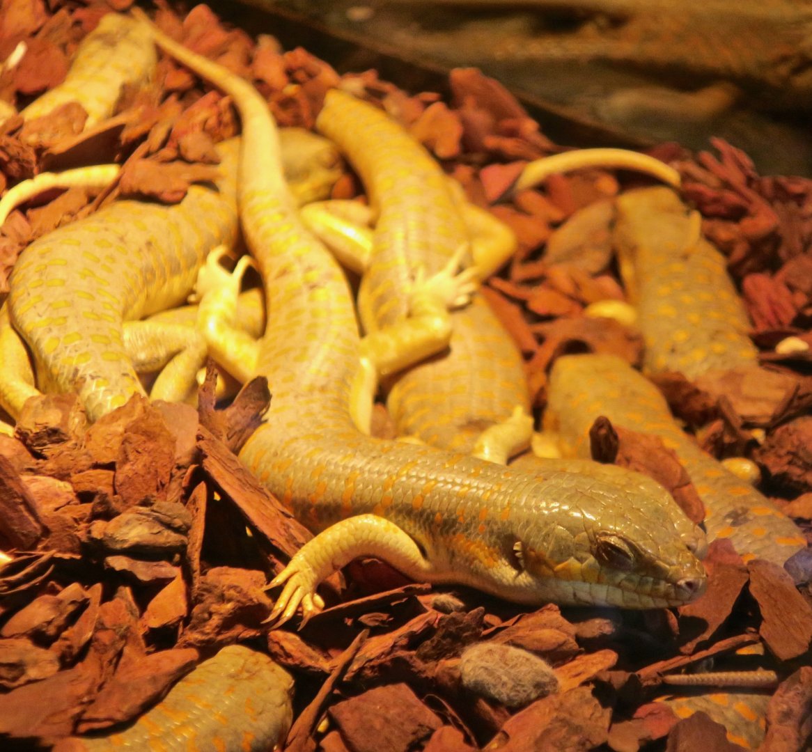 Schneider's Skink (Eumeces schneiderii)