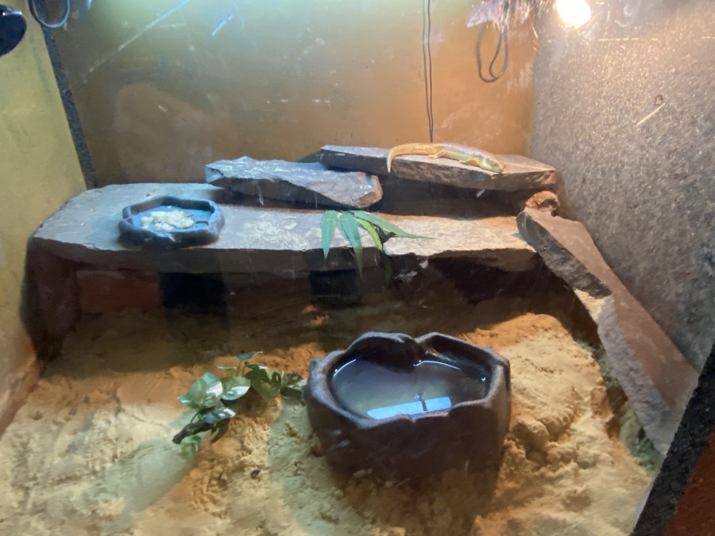 Schneider’s skink exhibit 170224