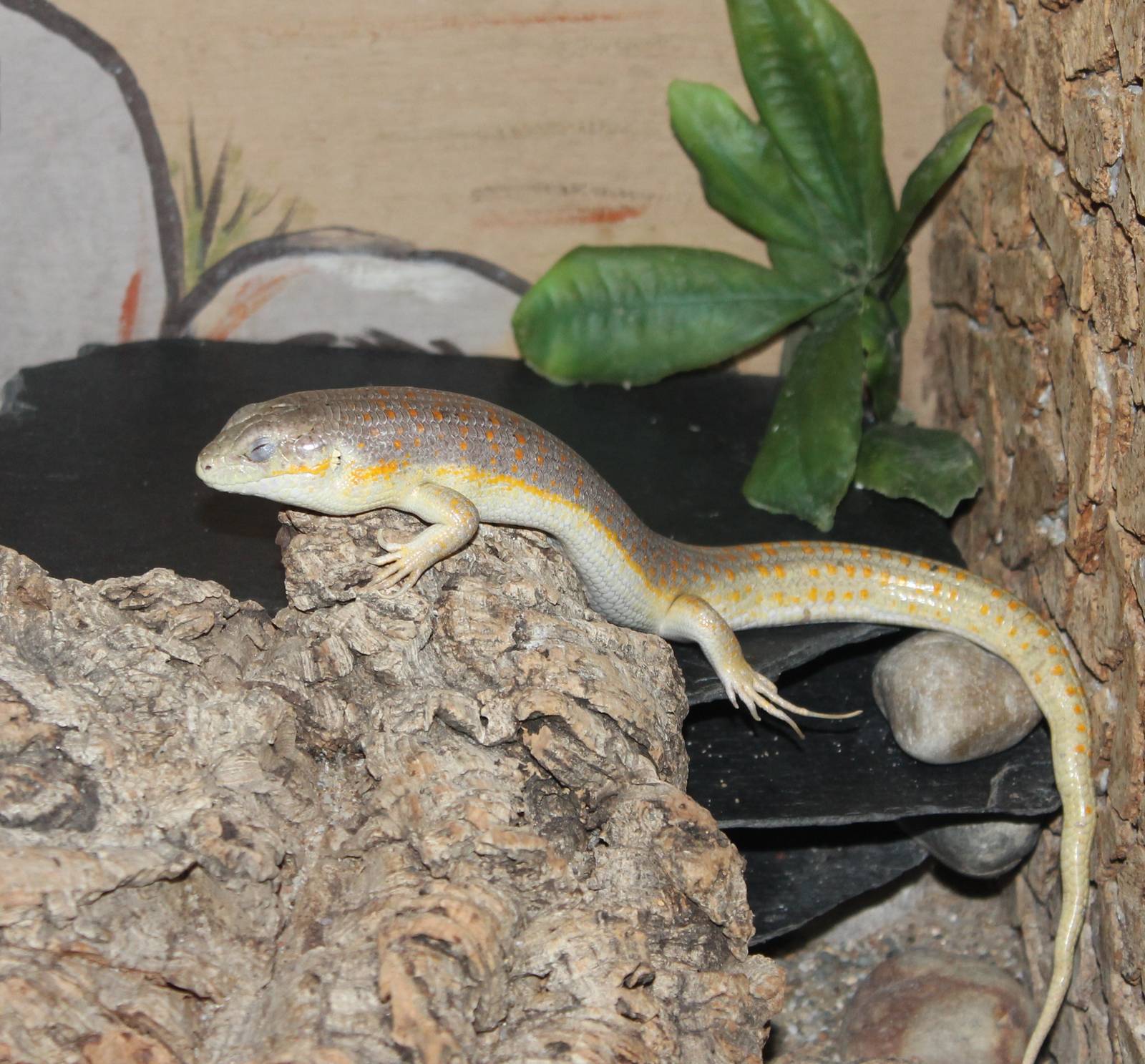 Schneider's skink