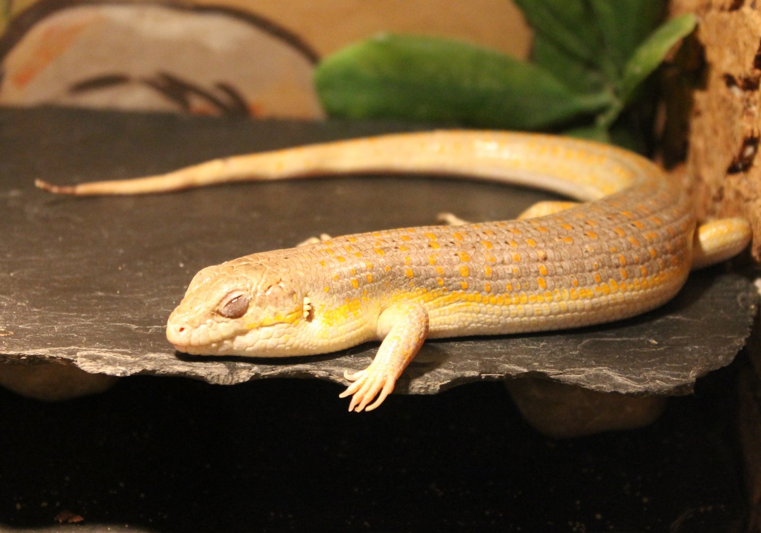 Schneider's skink