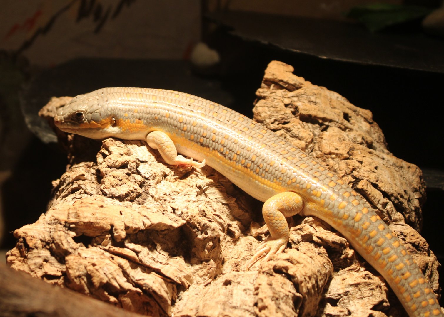 Schneider's skink