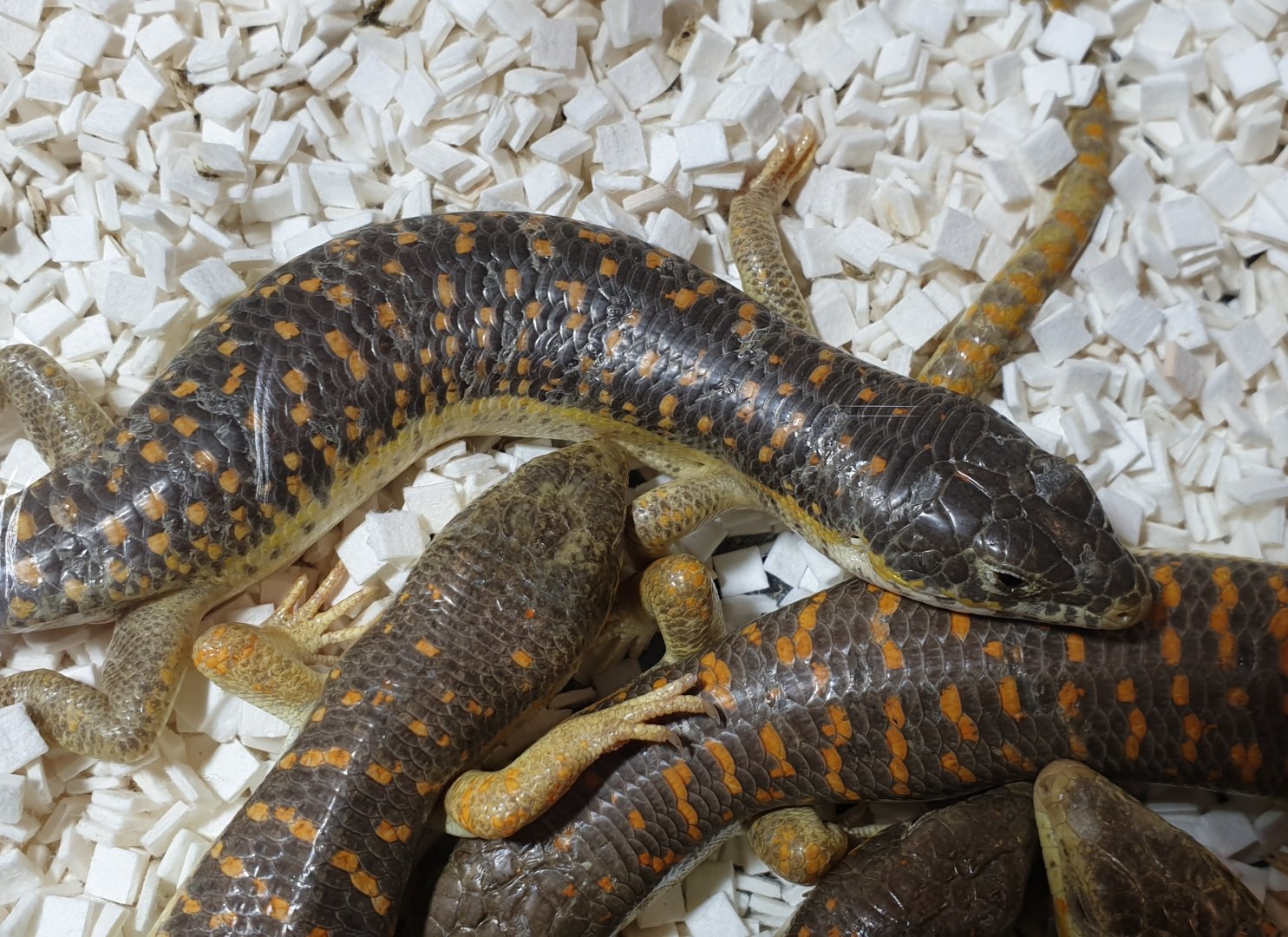 Schneider's skinks - Eumeces schneideri
