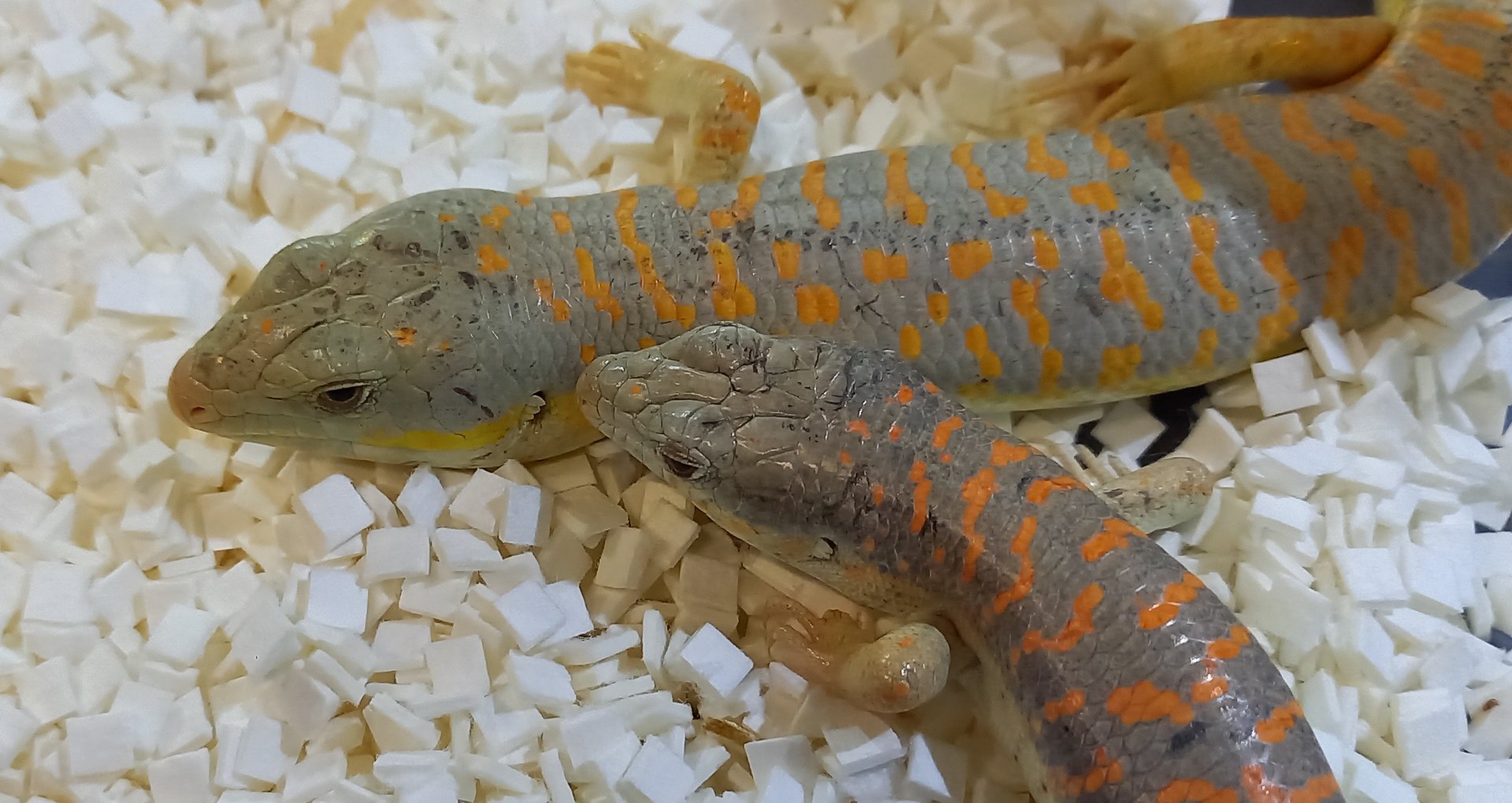 Schneider's skinks - Eumeces schneideri