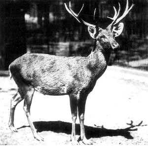 Schomburgk´s deer (already extincted) 1911