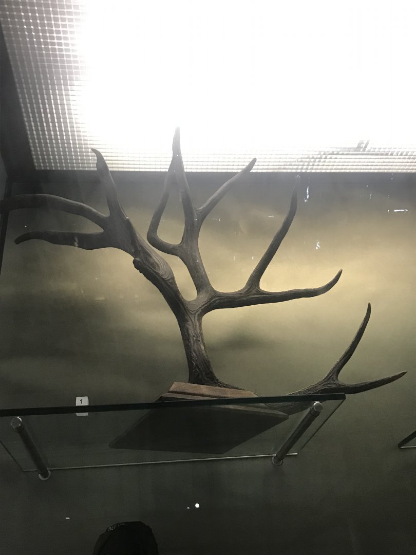 Schomburgk’s deer antler