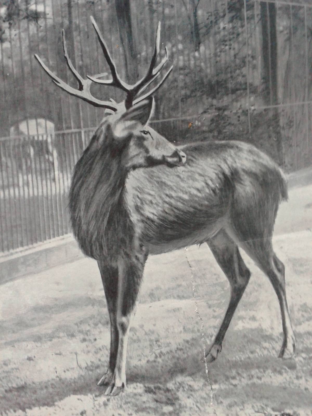 schomburgk's deer