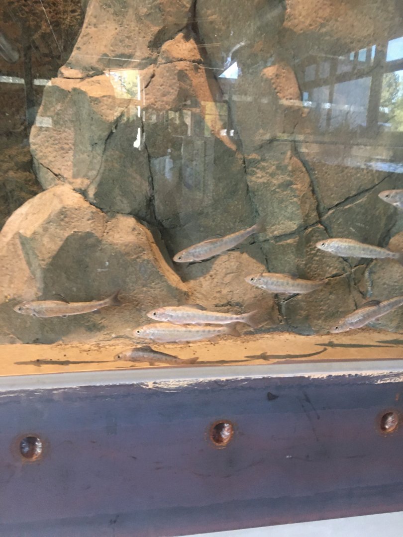 School of Arctic Grayling