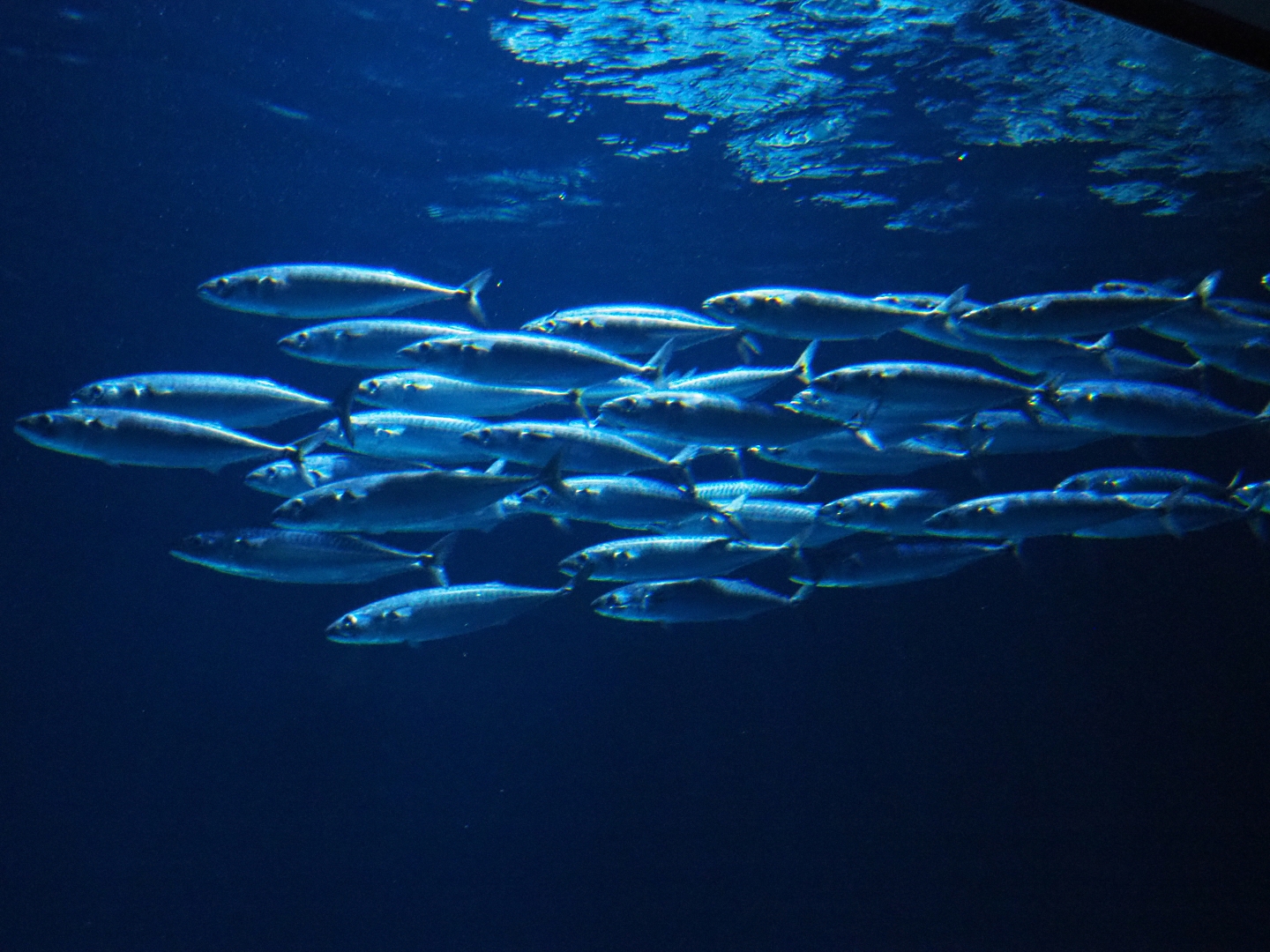 School of Atlantic mackerel (Scomber scombrus), Nov 10th, 2018