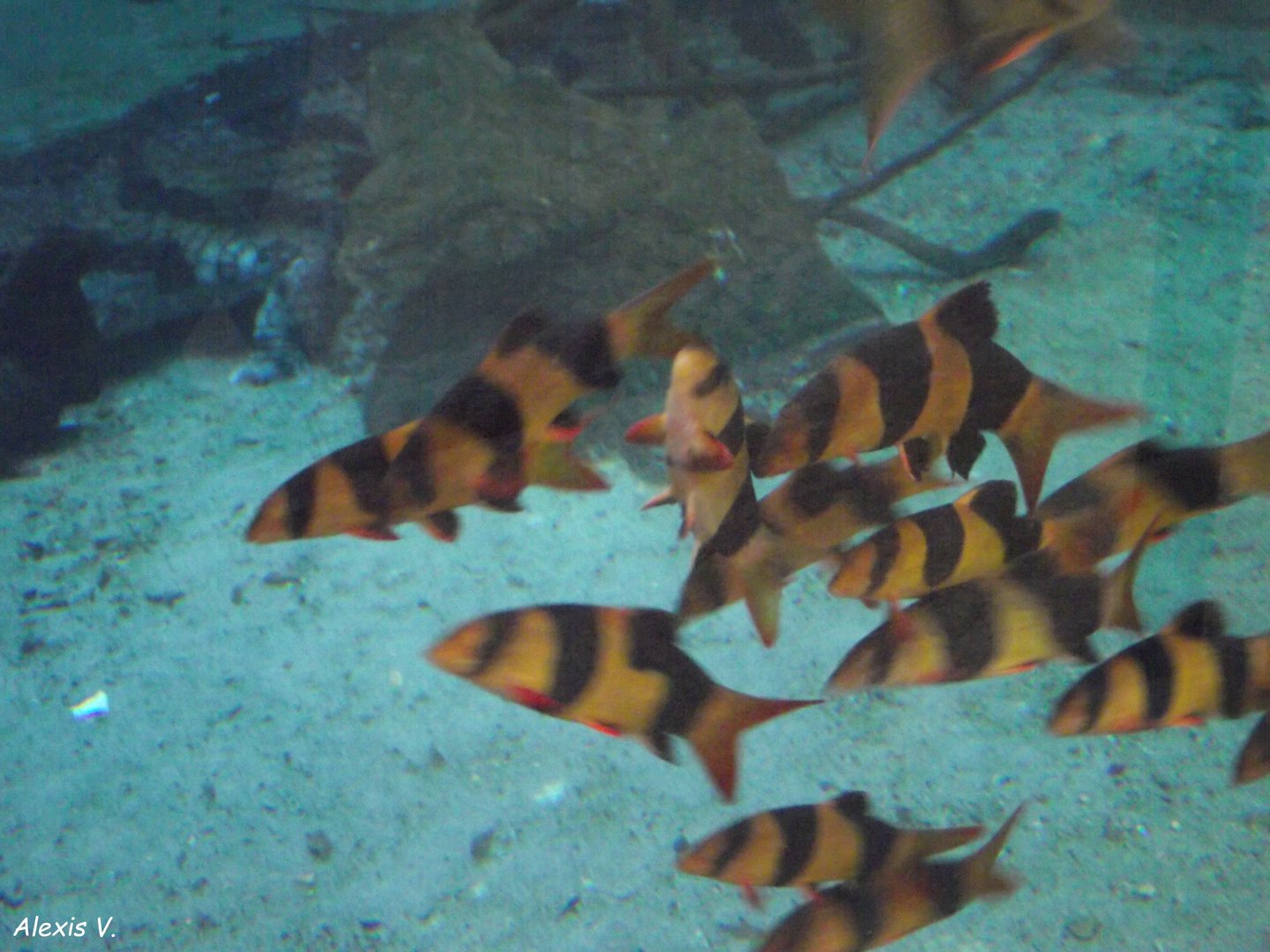 School of Clown Loaches - Zooparc de Beauval - 11/2021