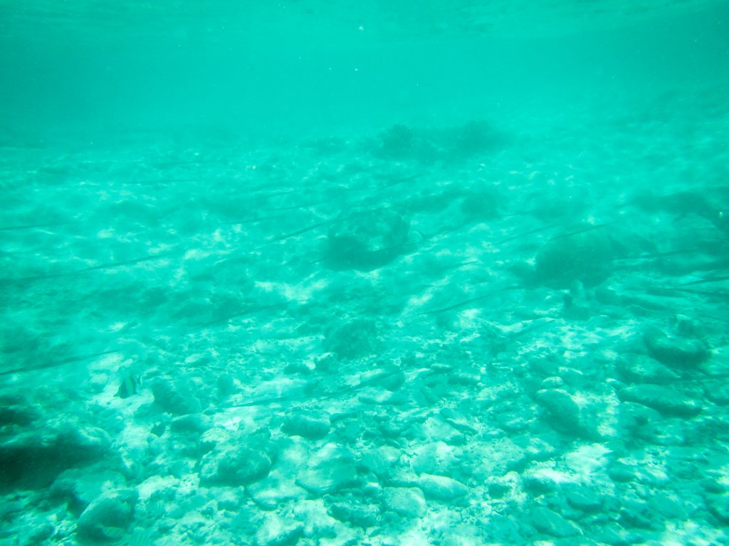 School of Cornetfish