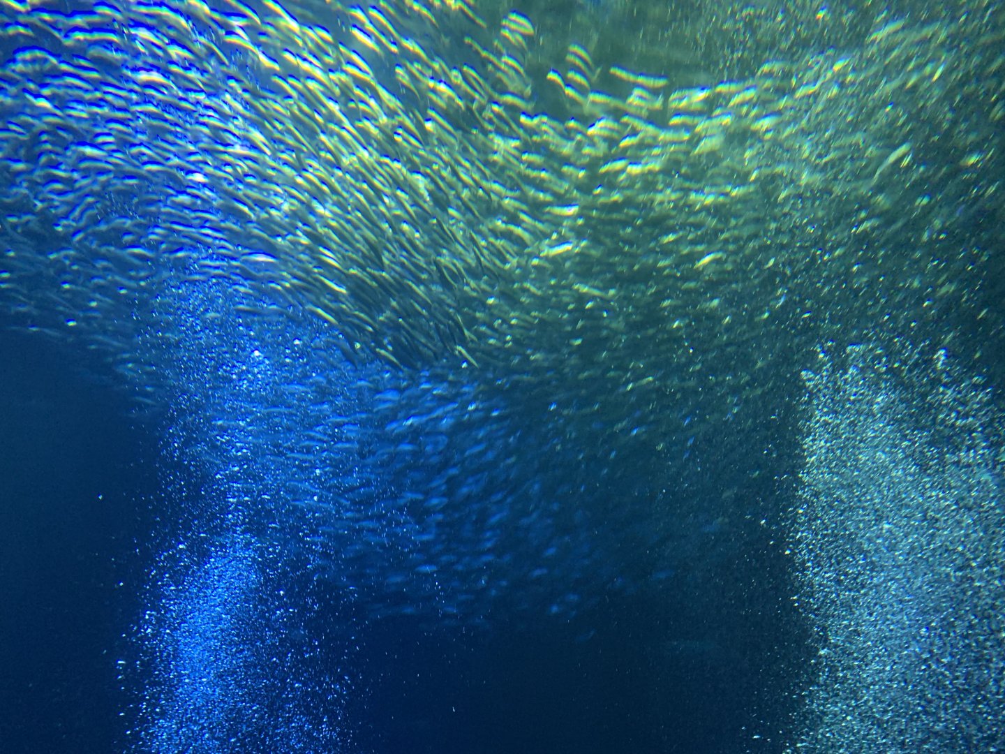 School of fish in Open Sea exhibit
