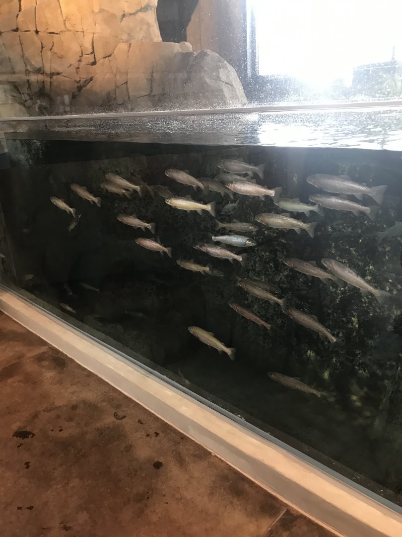 School of Yellowstone Cutthroat Trout