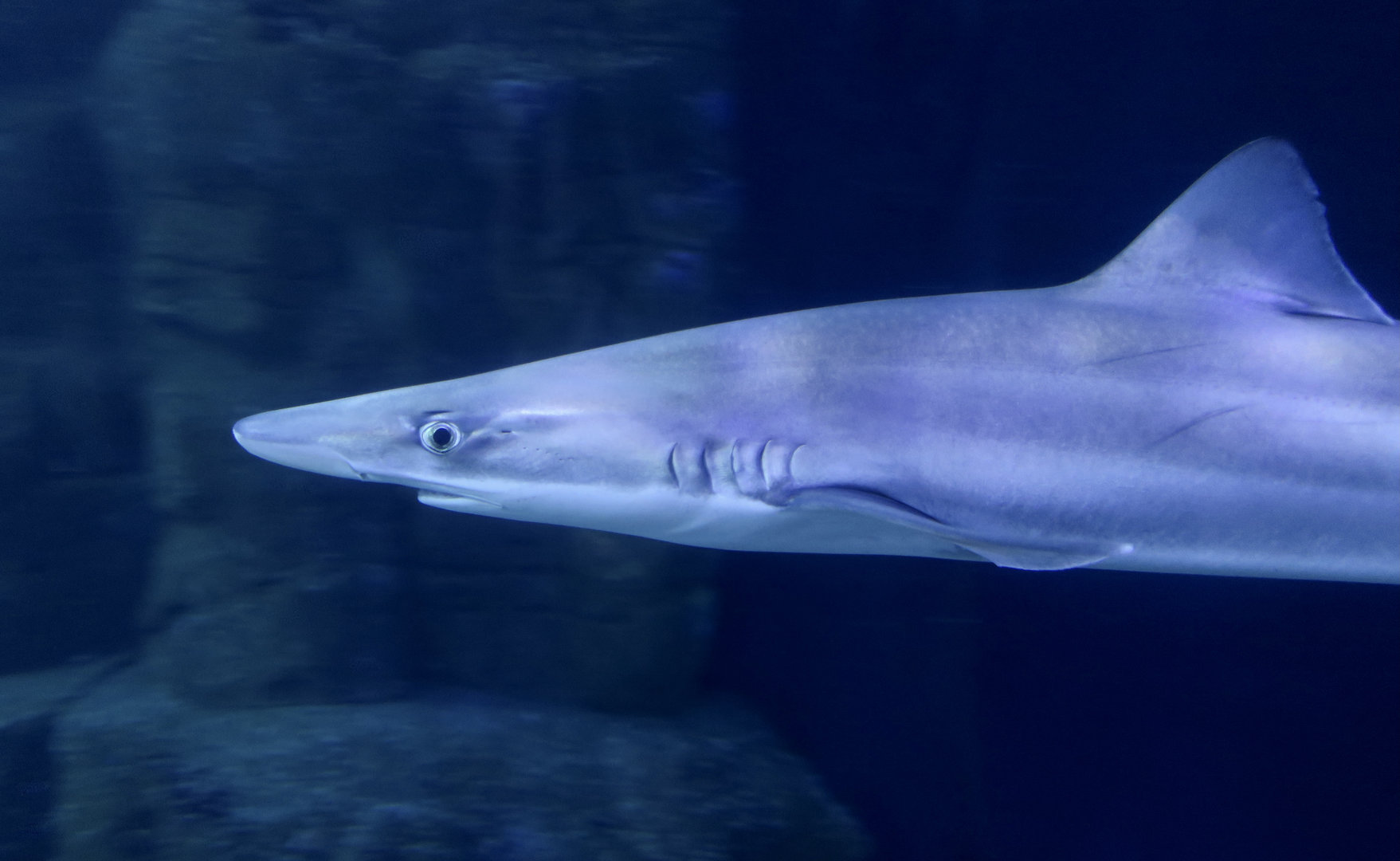 School Shark (Galeorhinus galeatus)