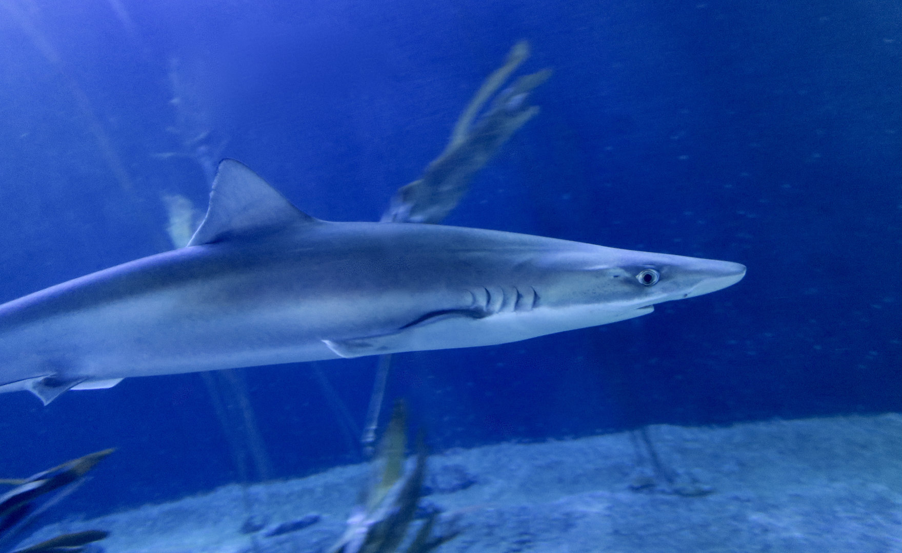 School Shark (Galeorhinus galeatus)