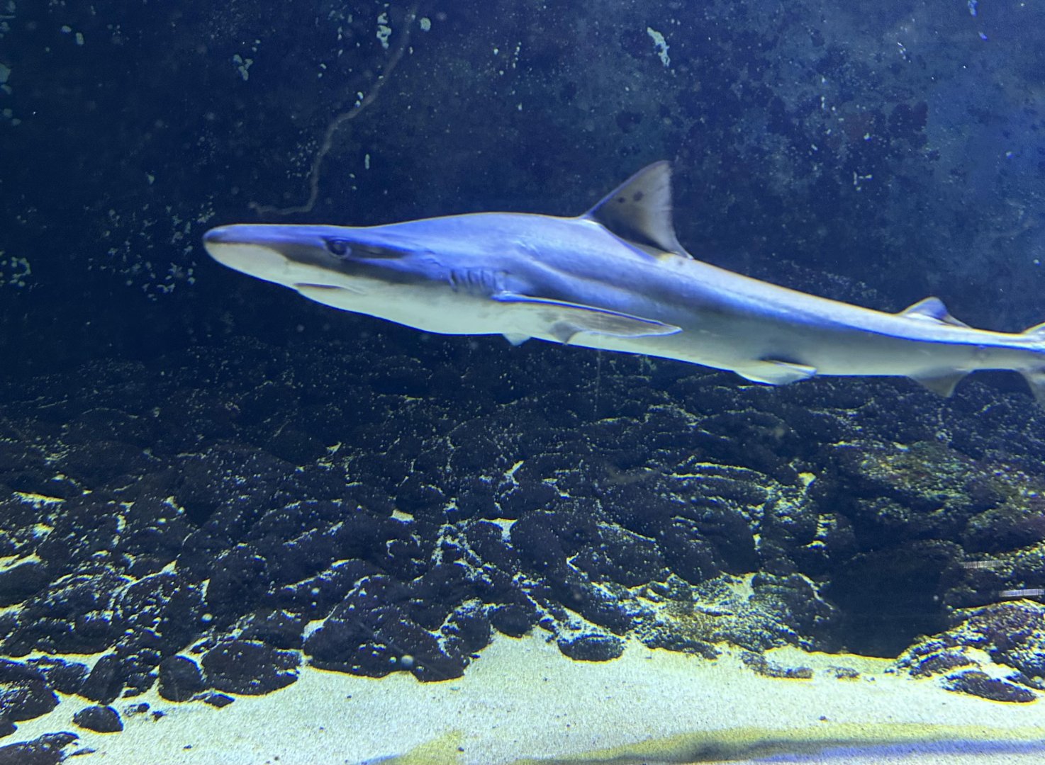School shark (Galeorhinus galeus)