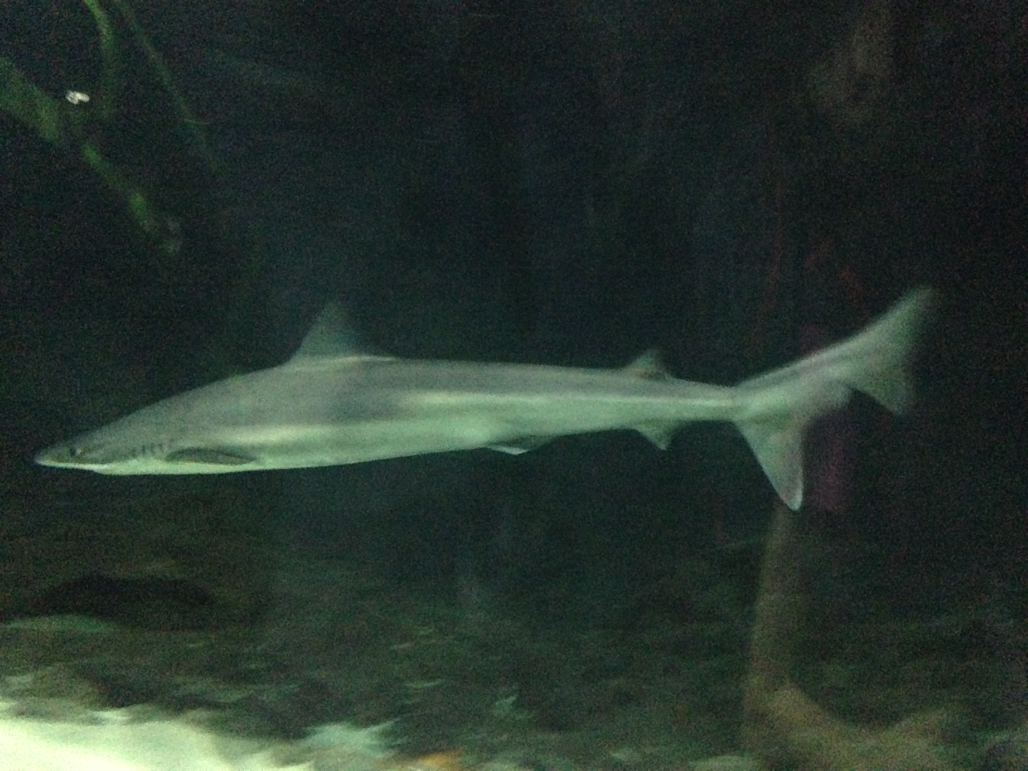 School Shark - Kelly Tarlton's 2015