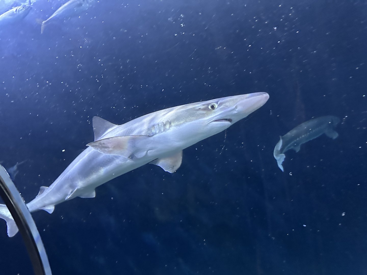 School/tope shark (Galeorhinus galeus) in the Under the Bay tunnel