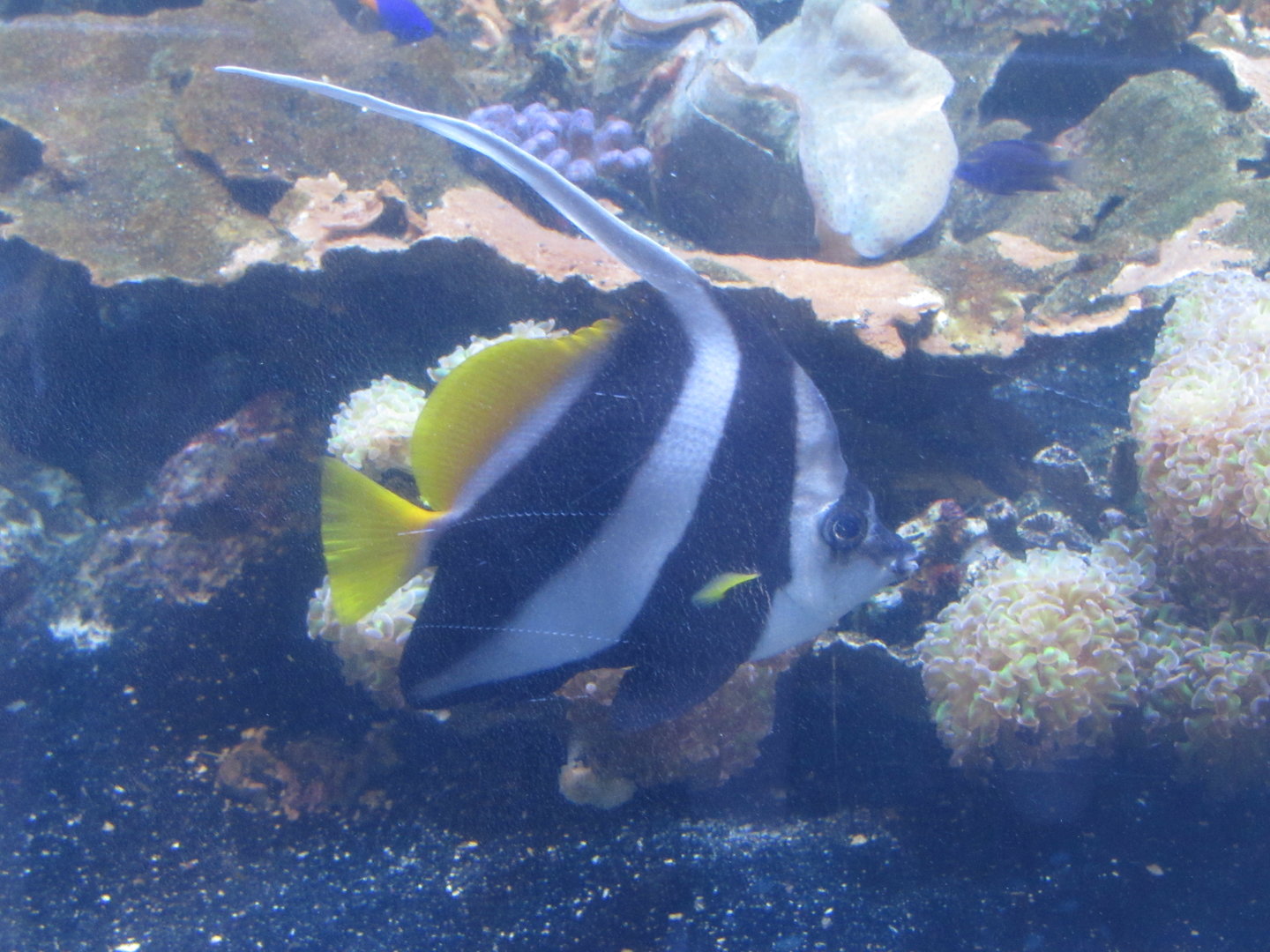 Schooling Bannerfish at Omaha Zoo