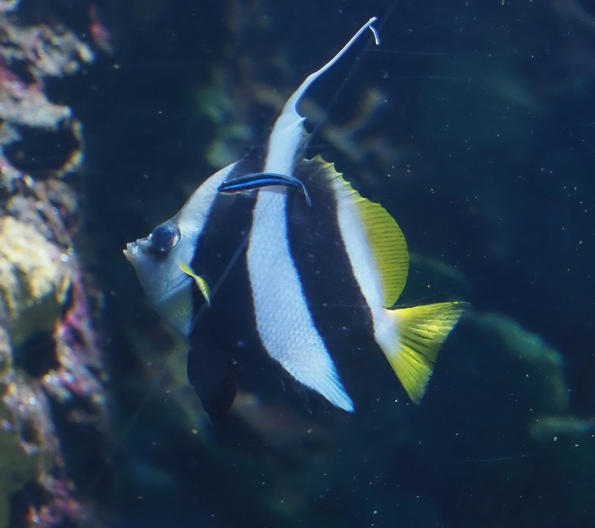 schooling bannerfish (Heniochus diphreutes) and Neon Goby (Elacatinus oceanops), 2024-06-30