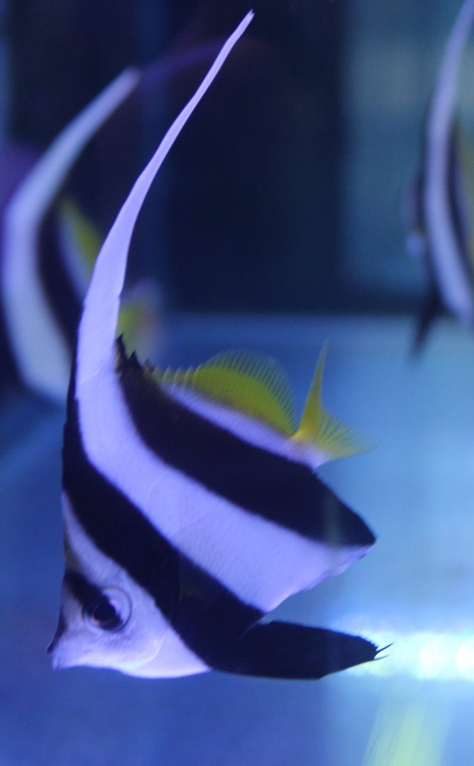 Schooling bannerfish - Heniochus diphreutes