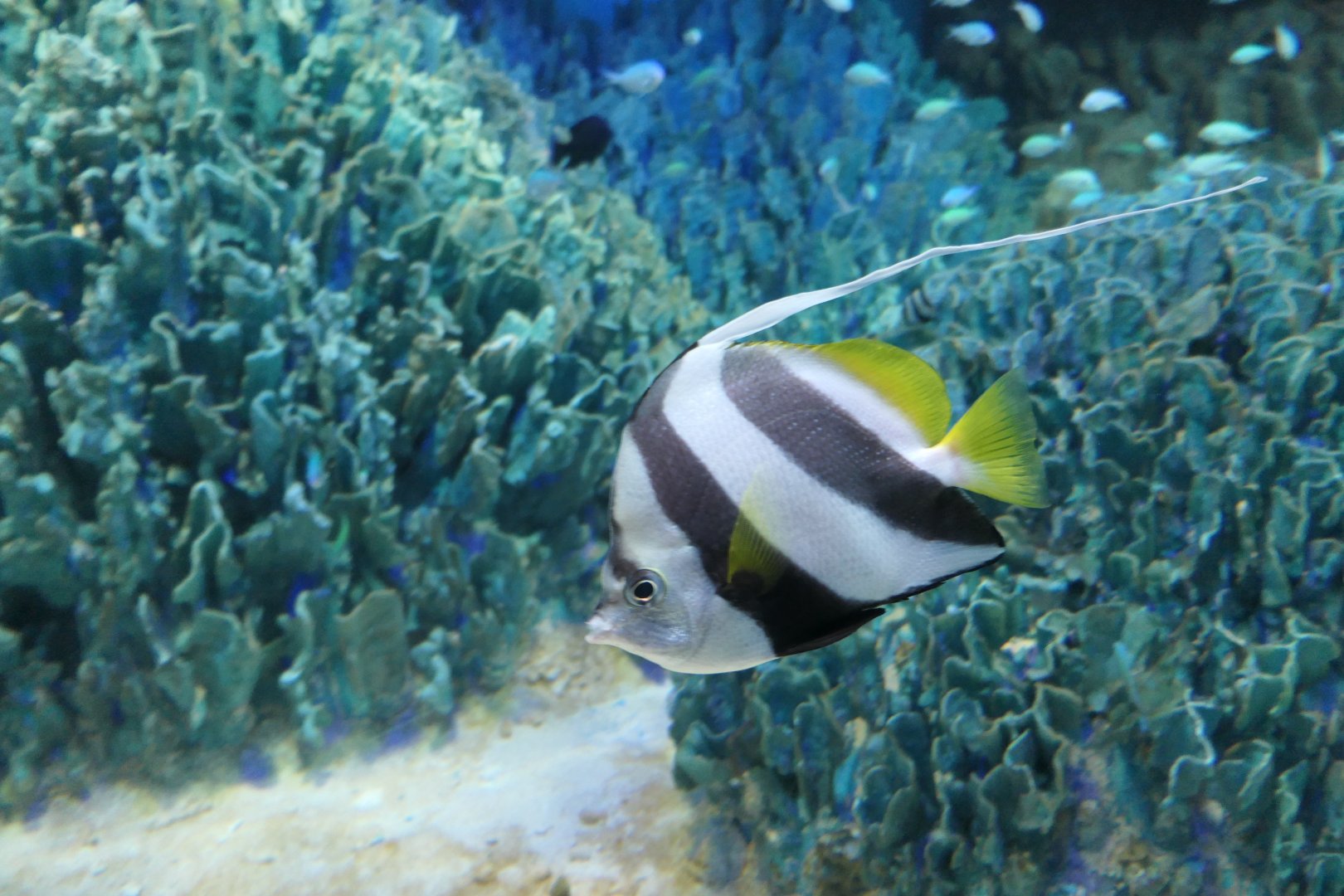 Schooling Bannerfish (Heniochus diphruetes)