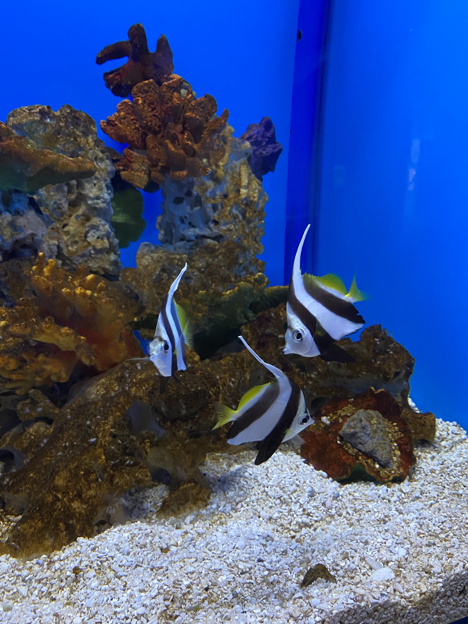 Schooling Bannerfish