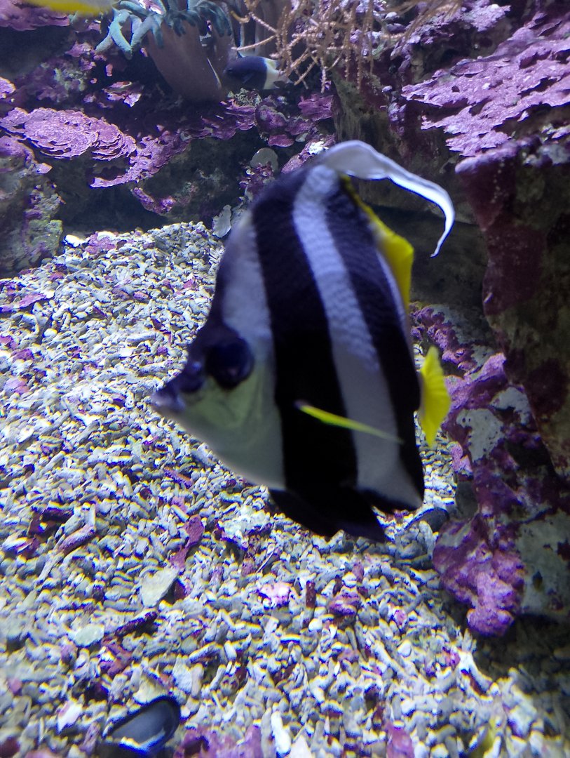Schooling bannerfish