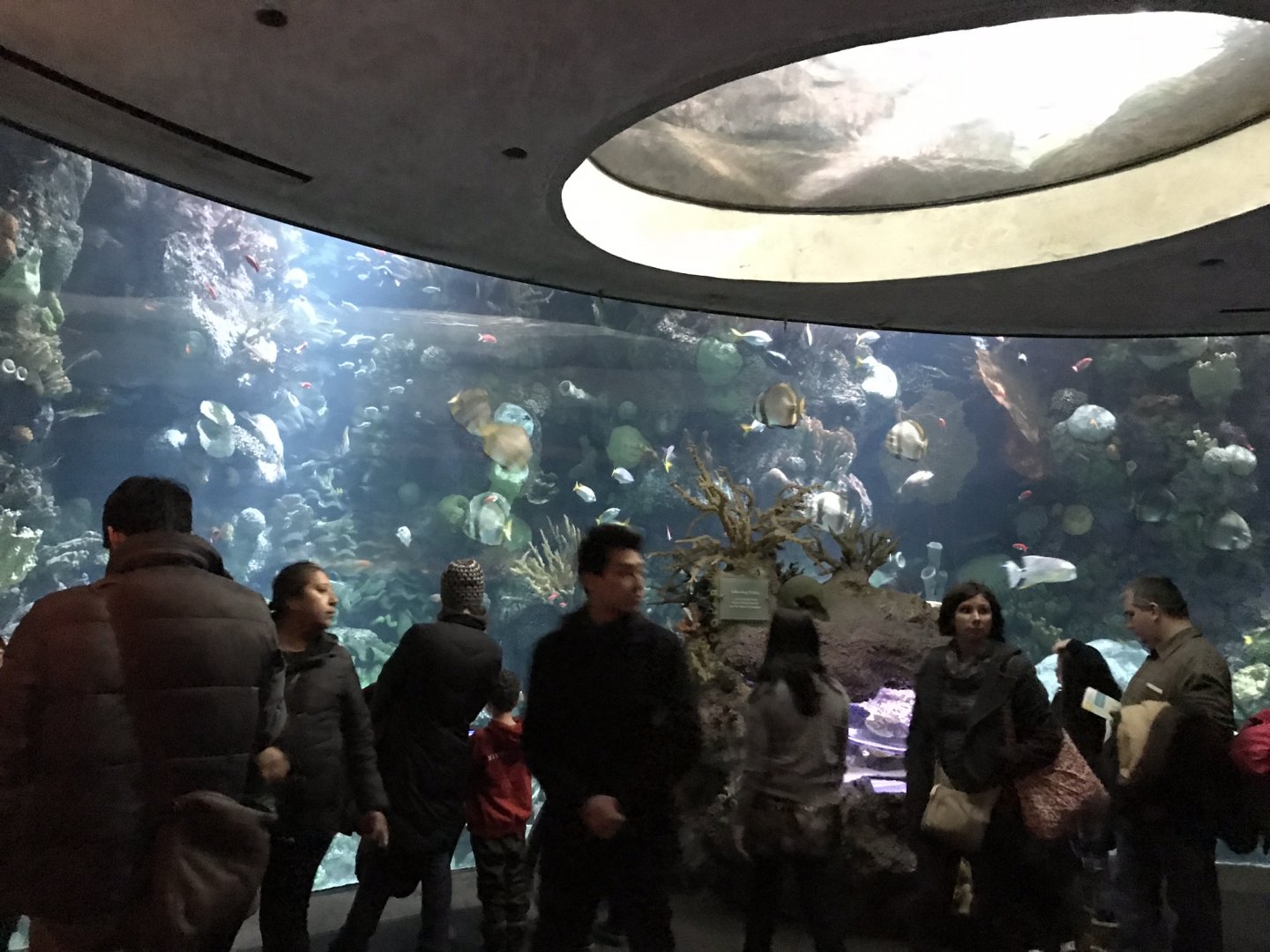 Schooling Fish at Wild Reef
