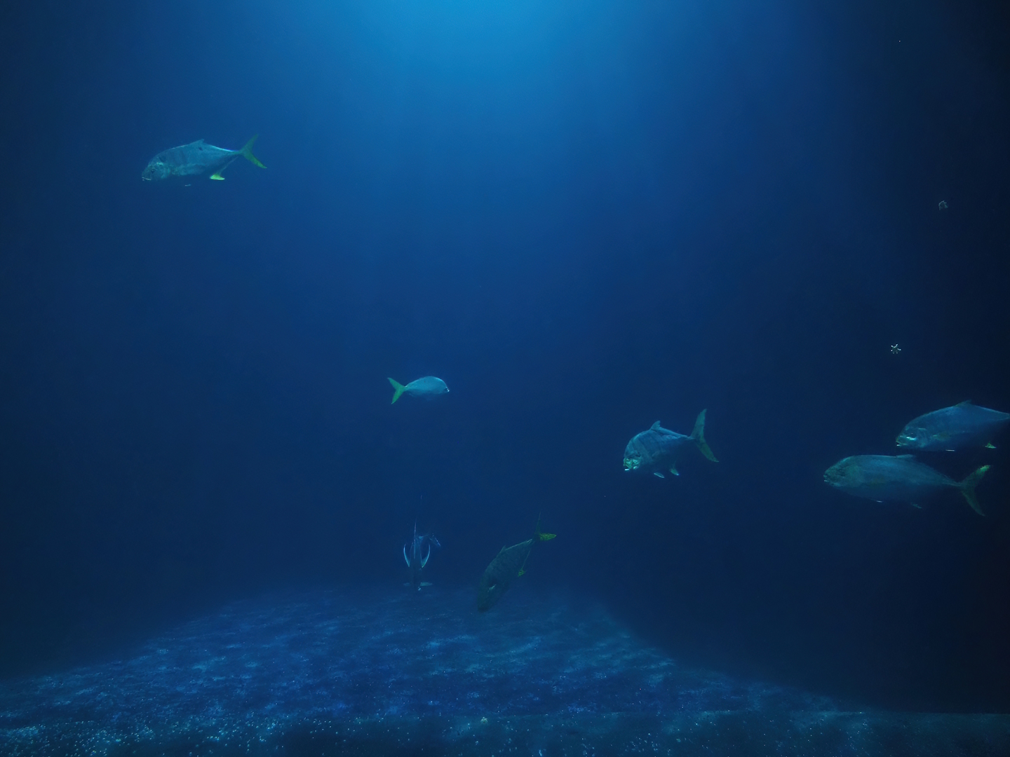 Schooling fish tank, 2025-05-17