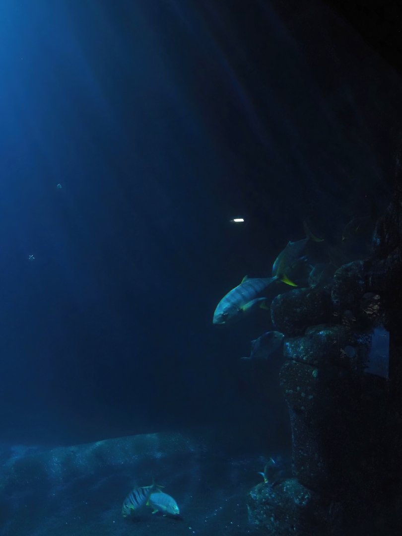 Schooling fish tank, 2025-05-17