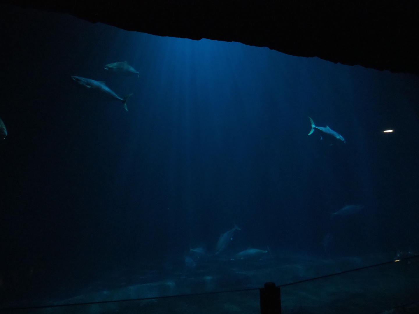 Schooling fish tank (Sep 16th, 2018)