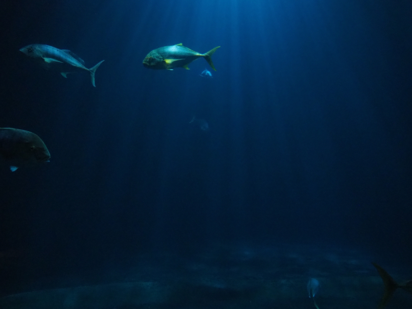 Schooling fish tank (Sep 16th, 2019)