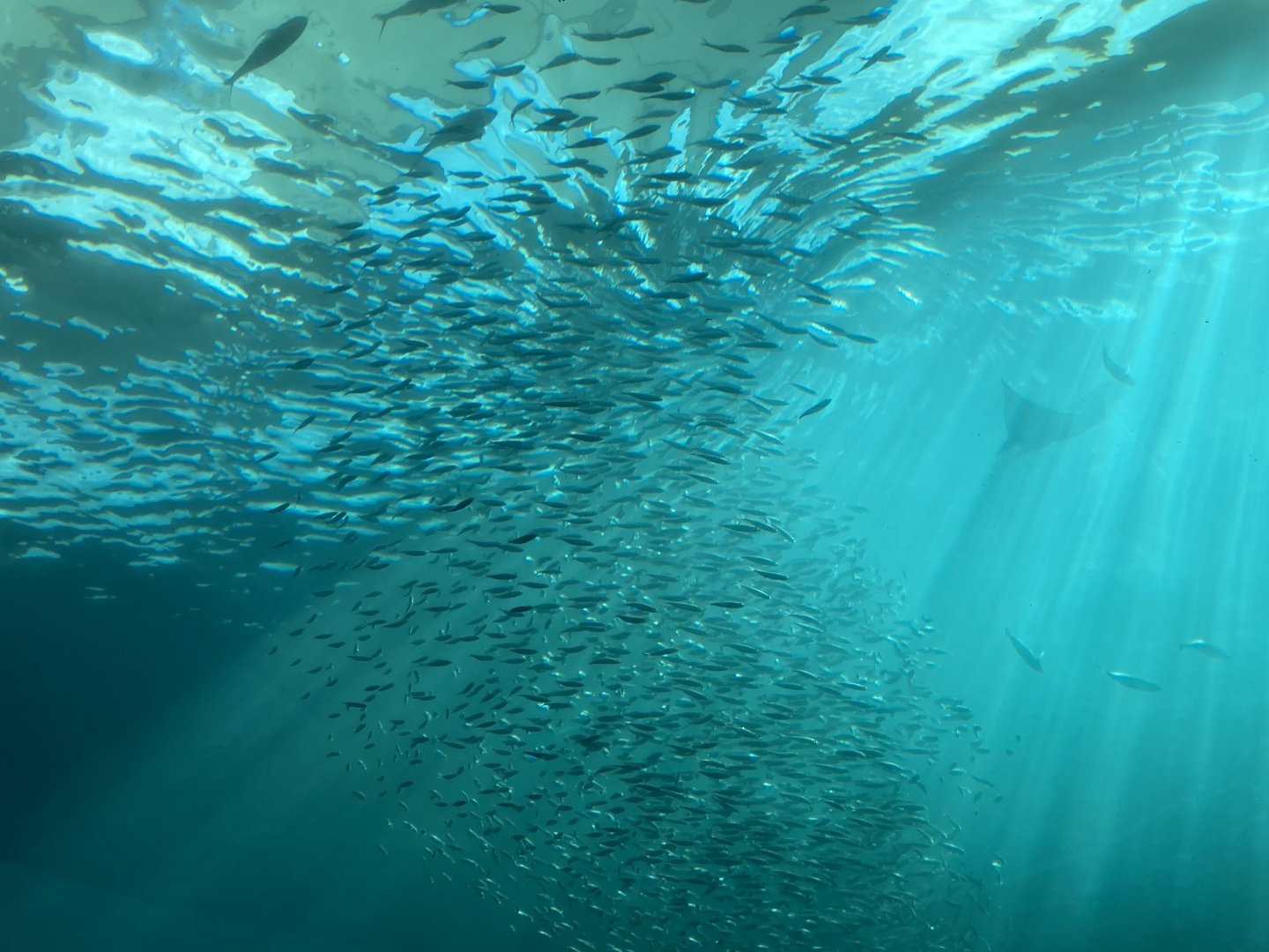 Schooling Fish