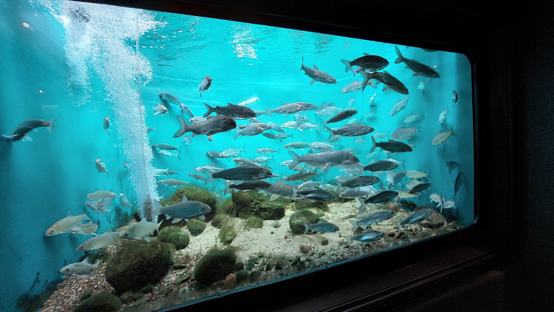 Schooling tank- Cisco and Lake whitefish
