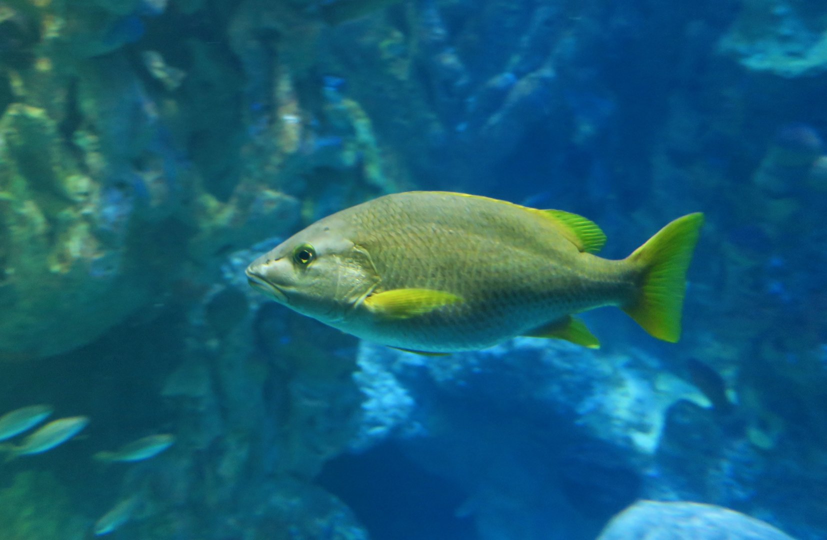 Schoolmaster Snapper (Lutjanus apodus)