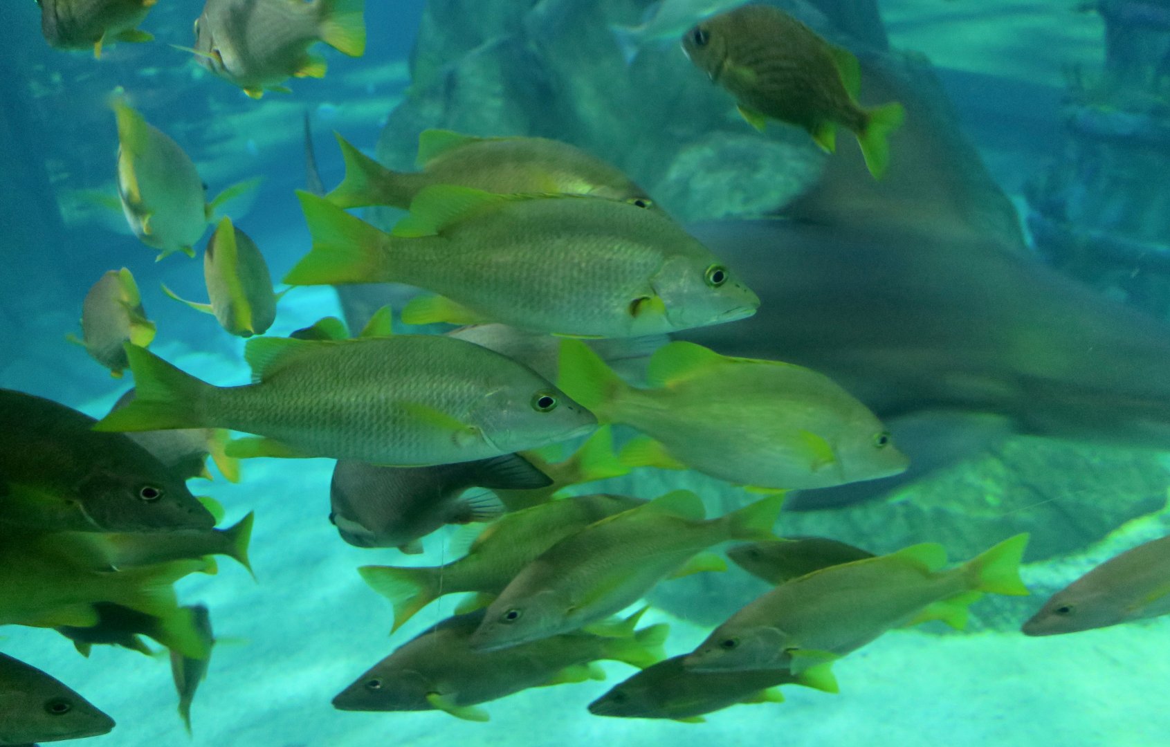 Schoolmaster Snapper (Lutjanus apodus)