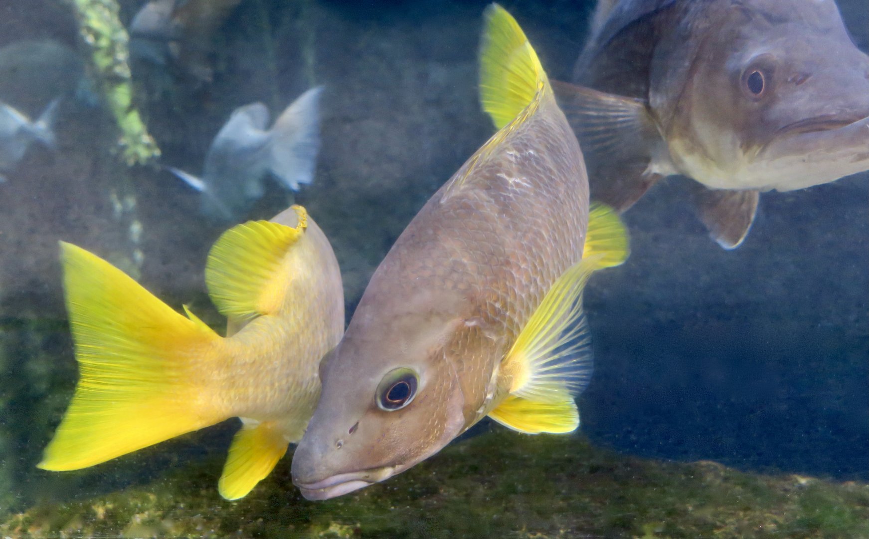 Schoolmaster Snapper (Lutjanus apodus)