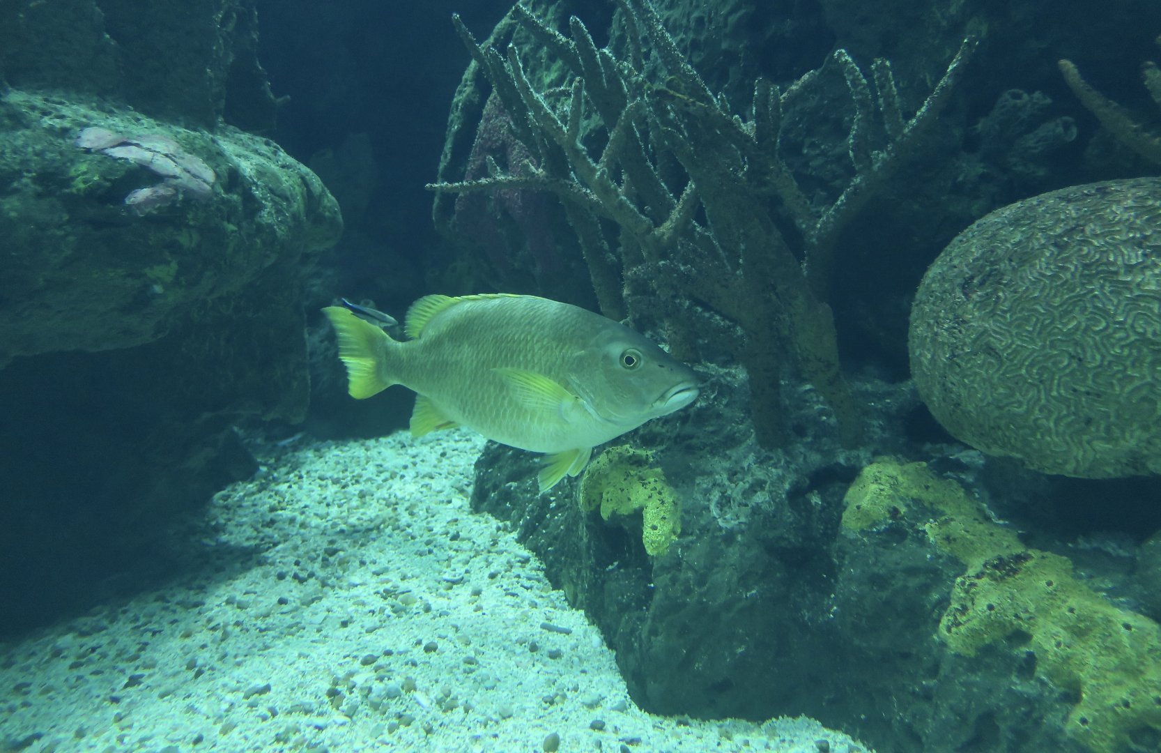 Schoolmaster Snapper (Lutjanus apodus)