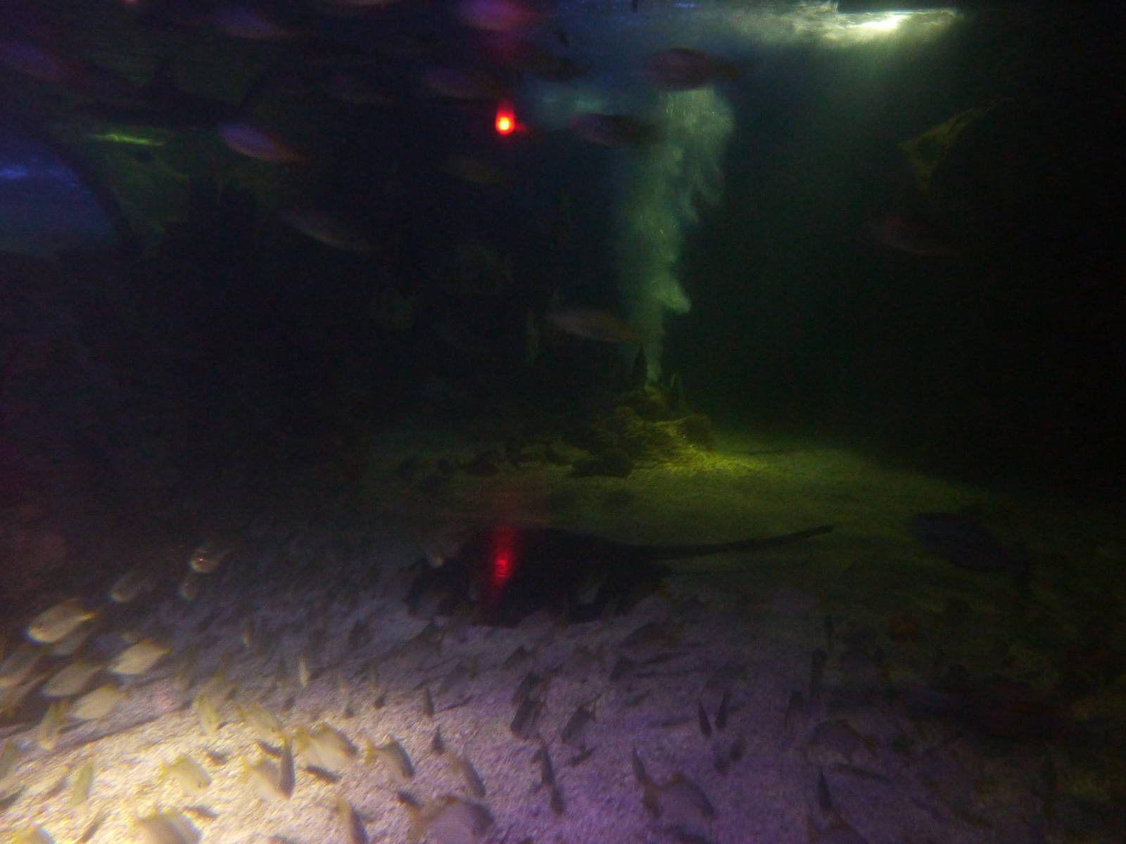 Schools of fish - 18th August 2012