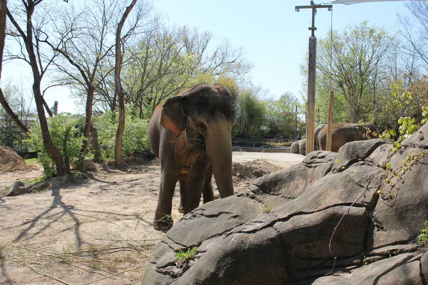 Schottzie and Mai-Thai