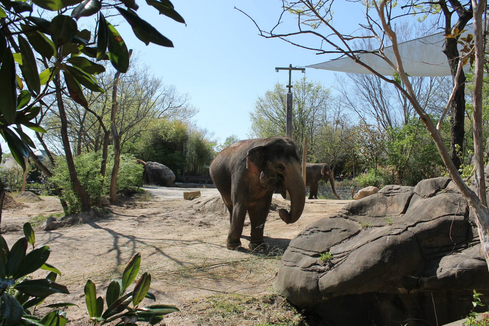 Schottzie and Mai-Thai