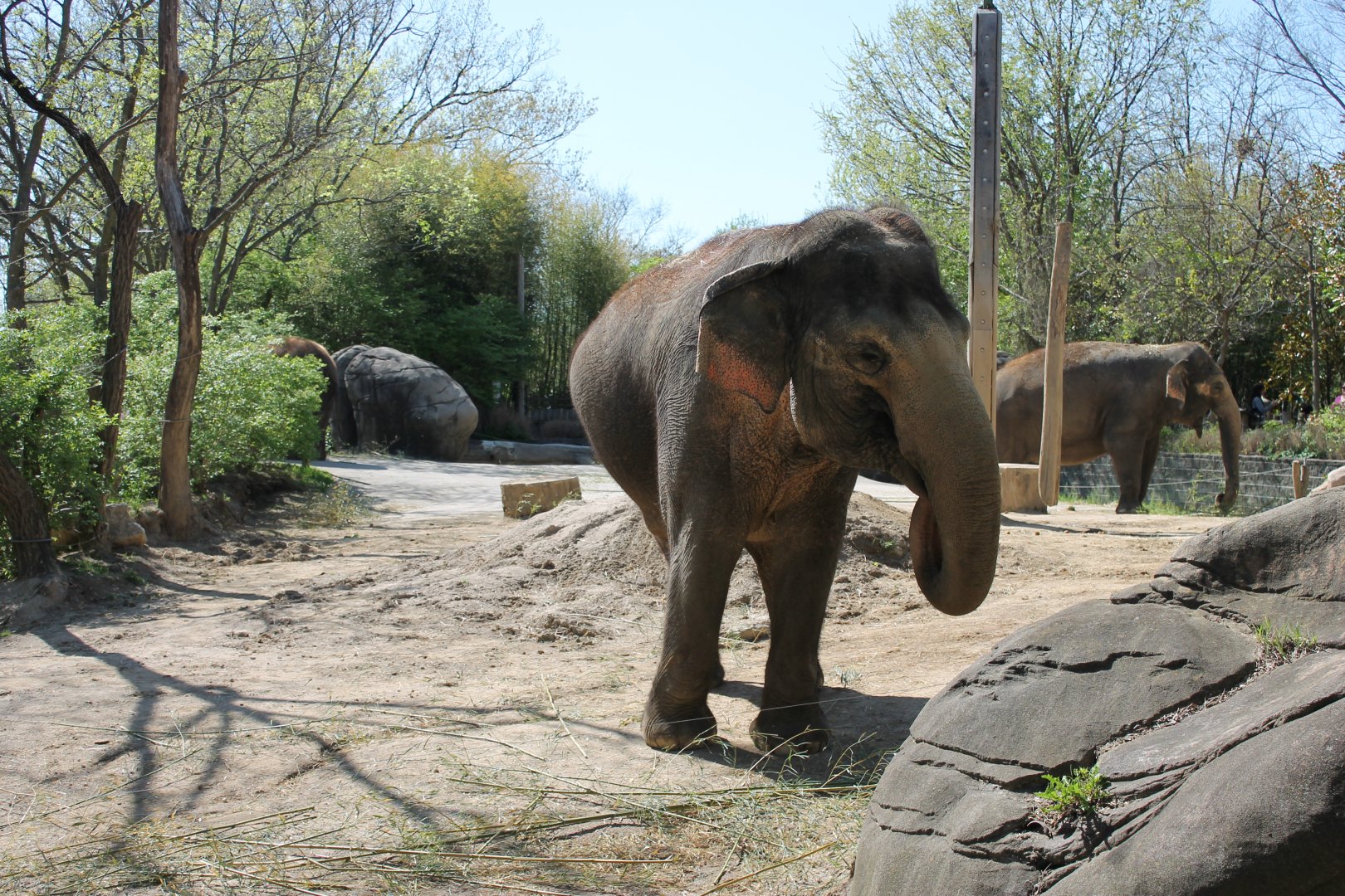 Schottzie and Mai-Thai