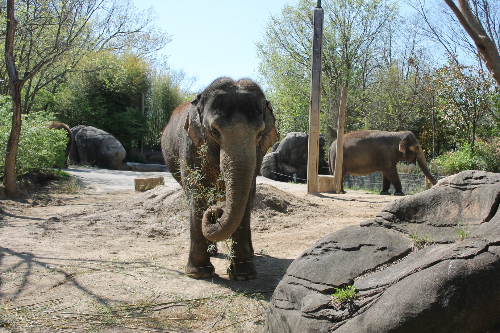 Schottzie and Mai-Thai