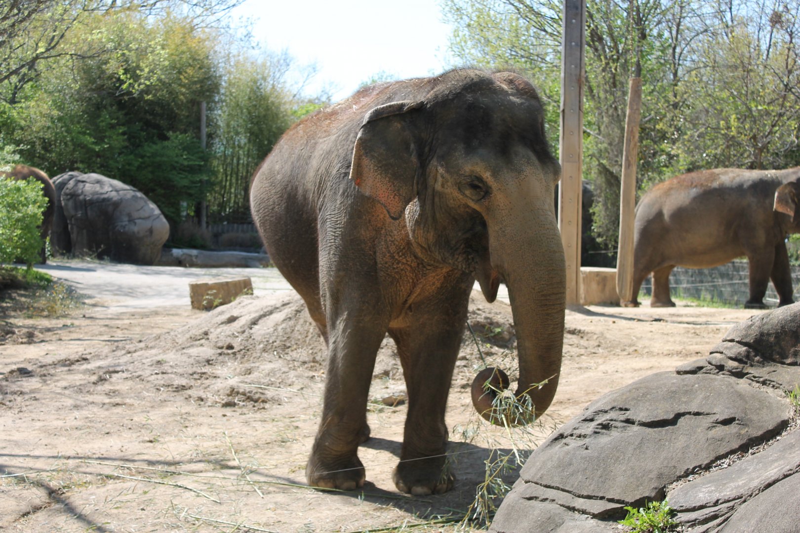 Schottzie and Mai-Thai